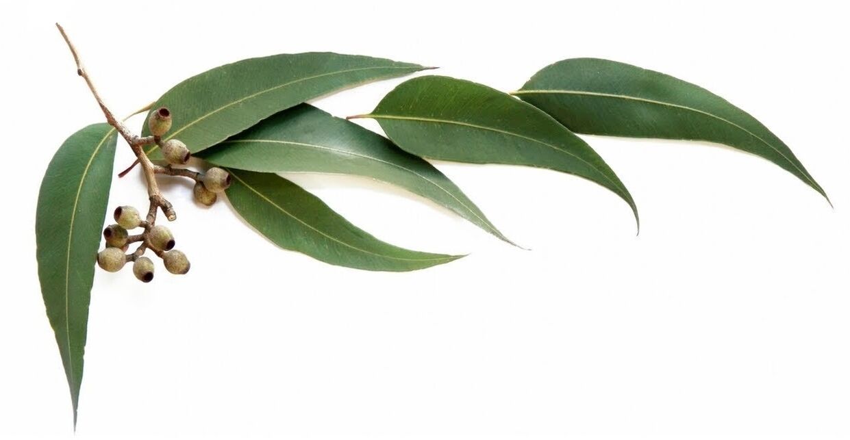 Hondrolife contains eucalyptus essential oil
